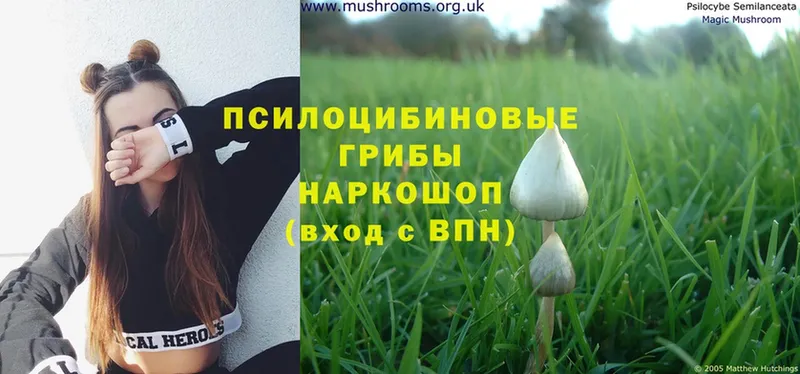 Галлюциногенные грибы Psilocybe  Нефтеюганск 